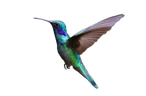 Colorful Hummingbird Flying PNG Image | Animal categories, Bird species ...