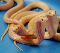 1000+ images about Albino/White Animals on Pinterest | Animal Pictures, Snakes and Animals