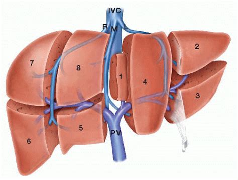 Liver Anatomy Segments