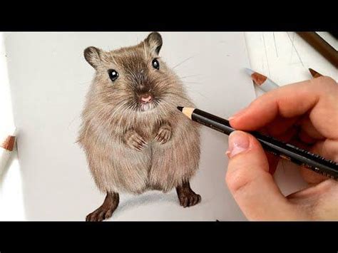 Drawing a very cute gerbil with Colored Pencil on Pastelmat - YouTube ...