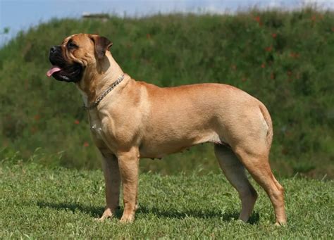 Bullmastiff Dog Breed Information & Characteristics