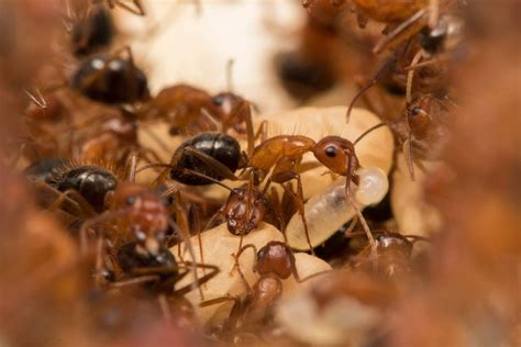 College of Sciences NewsThe Science Behind Zombie Ants - College of Sciences News