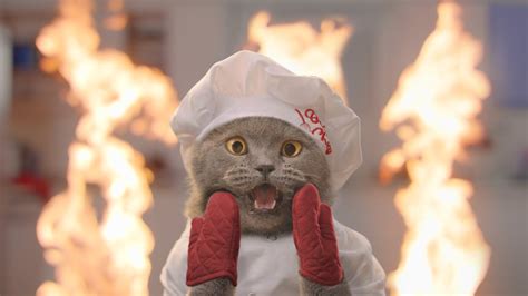 The Cat Cooking Show 2 | สรุปข้อมูลkaze japanese restaurantล่าสุด