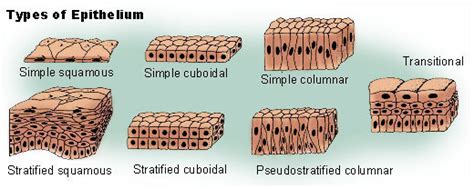 Epithelial Tissue | SEER Training