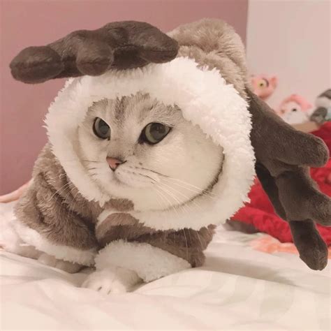 2021 Winter Cat Clothes Warm Fleece Pet Costume For Small Cats Kitten Jumpsuits Clothing Cat ...