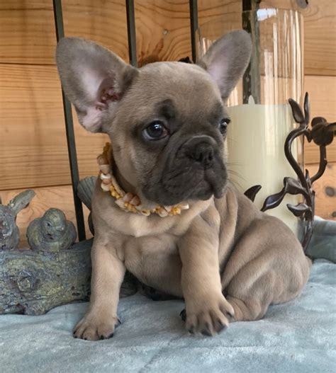 Sold-Isabelle Blue Fawn Female French Bulldog - The French Bulldog