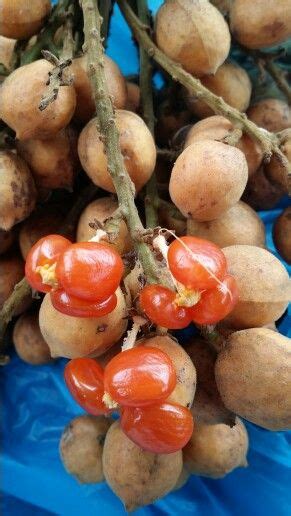 Buah Jentik Fruit plant (Baccaurea polyneura) – veliyathgardens