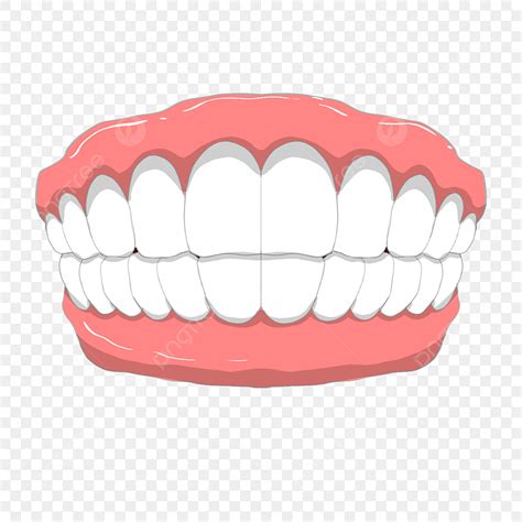 Human Teeth Clip Art