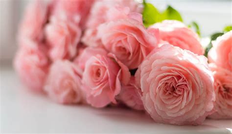 3 Reasons You Can Celebrate Valentine’s Day Without a Dozen Roses - Won Without Words