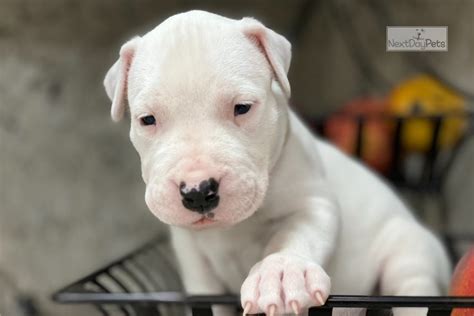 Sugar: Dogo Argentino puppy for sale near Fort Lauderdale, Florida. | d3718129-7221