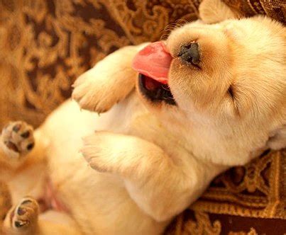 Only the Cutest Sleeping Puppy Photos on the Whole Internet | BarkPost|Only the Cutest Sleeping ...