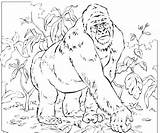 Silverback Gorilla Coloring Pages At GetColoringscom  Free Printable sketch template