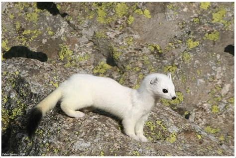 O arminho (Mustela erminea) é um carnívoro mustelídeo de pequeno porte ...