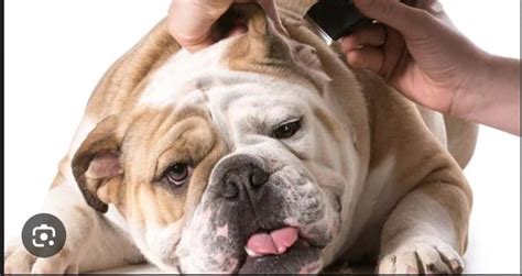 Tips for Grooming Different Types of Dog Coats