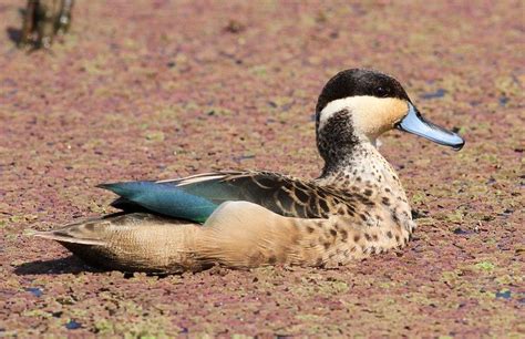 Hottentot Teal, Anas hottentota at Marievale Nature Reserve, Gauteng, South Africa | Duck breeds ...