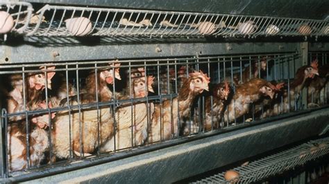 Petition · Ban Battery Cages in British Columbia - Canada · Change.org