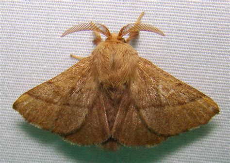 forest tent caterpillar moth (Settler's Cabin County Park Biotic ...