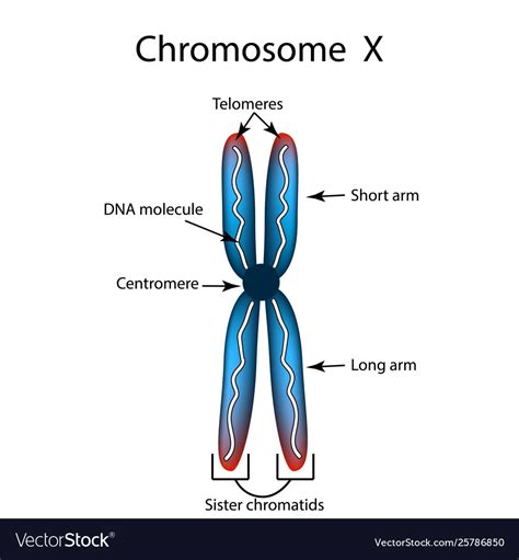 The structure chromosome infographics Royalty Free Vector