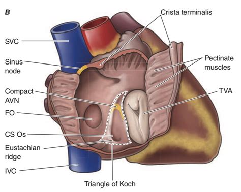 Sulcus Terminalis Heart