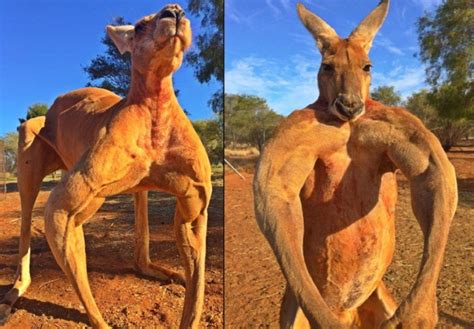 Internet Star The Super Muscular Kangaroo Roger Sadly Dies at Age 12 | Strongest animal ...