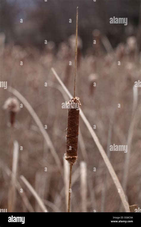 Cattail seeds hi-res stock photography and images - Alamy