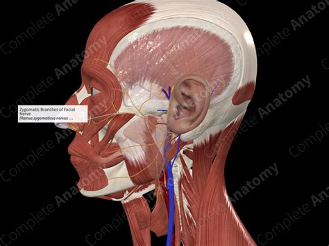 Zygomatic Branches of Facial Nerve | Complete Anatomy