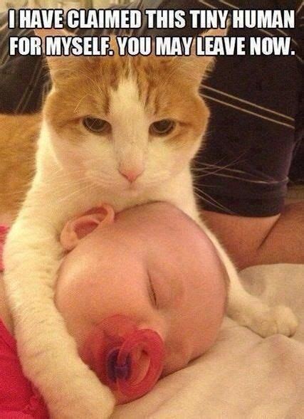 Does your #cat love your #baby? | Funny animal quotes, Funny cat memes ...