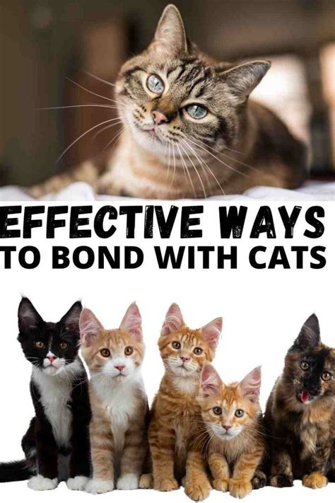 8 Effective ways to bond with your Cat