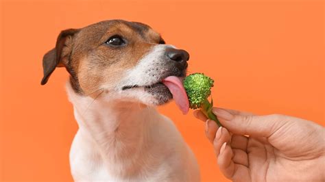 Can Dogs Eat Broccoli? Our Great Vet Weighs In