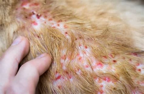 Feline Miliary Dermatitis: Symptoms, Causes, And Treatment | Kingsdale ...