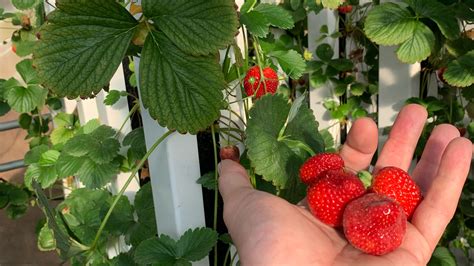 Growing Hydroponic Strawberries - GROZINE