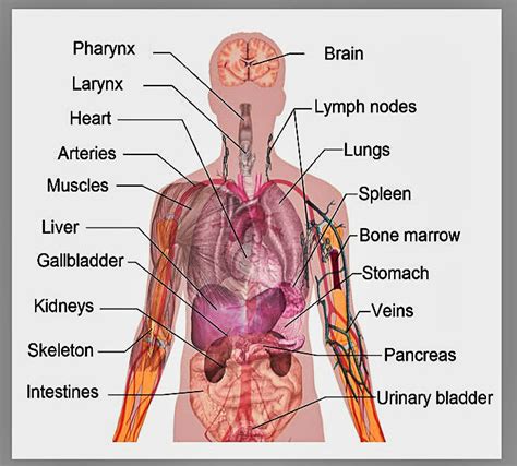 Human Body – Human Anatomy – Charts