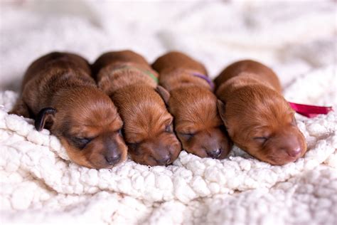 Dachshund Rushing Back From Bathroom Break to Count Her Pups Melts Hearts - Newsweek