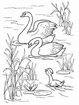Swan Coloring Pages  Best For Kids sketch template