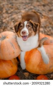 7,802 Thanksgiving Dog Images, Stock Photos, 3D objects, & Vectors | Shutterstock