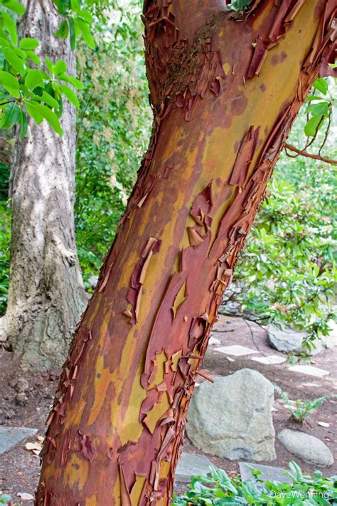 Sneaky madrona tree is walking off with a rock. : r/marijuanaenthusiasts