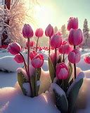 kilntyme - Winter Time - Winter Pink Tulips in the snow