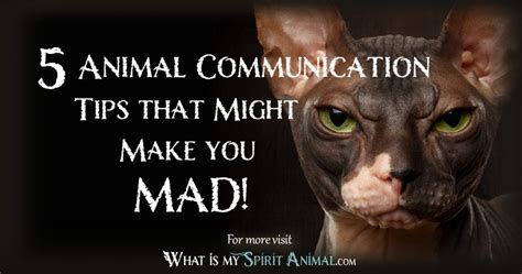 5 Animal Communication Tips That Might Make You Mad