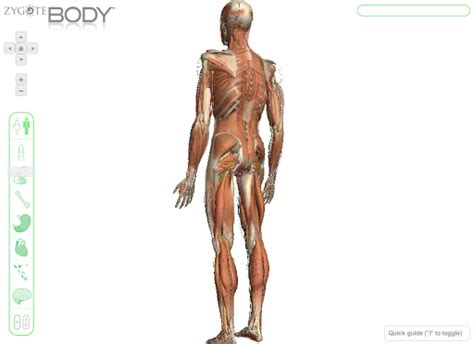 Zygote Body by Zygote - Experiments with Google