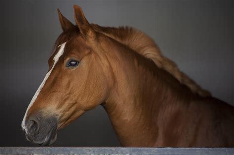 pexels-photo-235894 - Ludar Animal Behavior