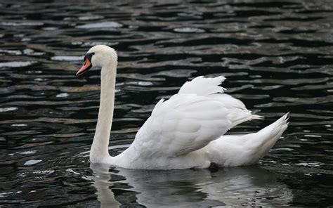 Mute Swan | Audubon Field Guide