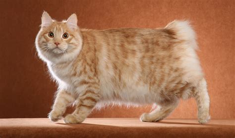 Kurilian Bobtail Cat Breed Information - Vetstreet | Vetstreet