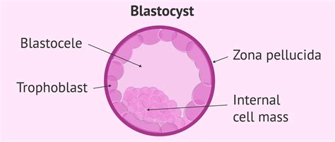 Structure of blastozyst