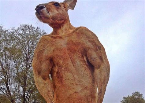 Roger-Kangaroo-Sanctuary | Kangaroo, Red kangaroo, Rogers