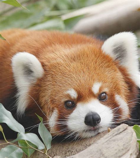 Red Panda Facts - astonishingceiyrs
