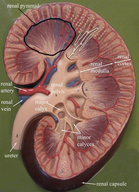 Kidney Anatomy and Physiology