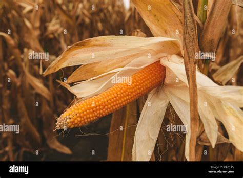 Popcorn cob in cultivated field is ready for harvesting Stock Photo - Alamy