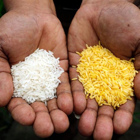 India is exporting strictly Non GMO rice to World - Nation Now