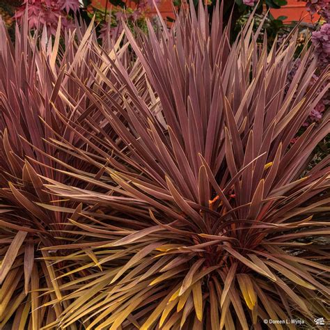 Cordyline 'Red Star' — Green Acres Nursery & Supply