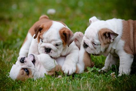 English Bulldog Puppies Playing Outdoors Stock Image - Image of family ...